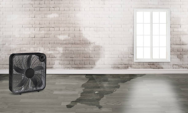 Best Water damage cleanup near me  in Leisure World, MD